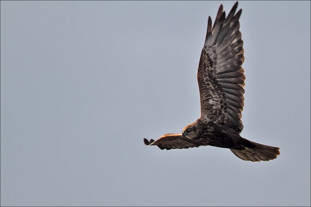 Falco di palude [era:Indeciso: albanella minore juv.?]